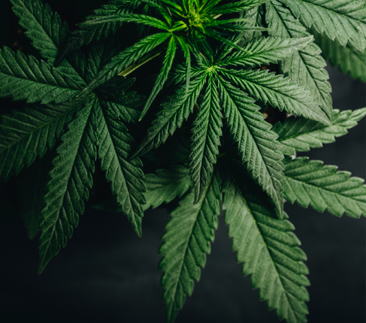 Cannabis Leaf