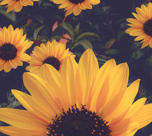 Golden Sunflower